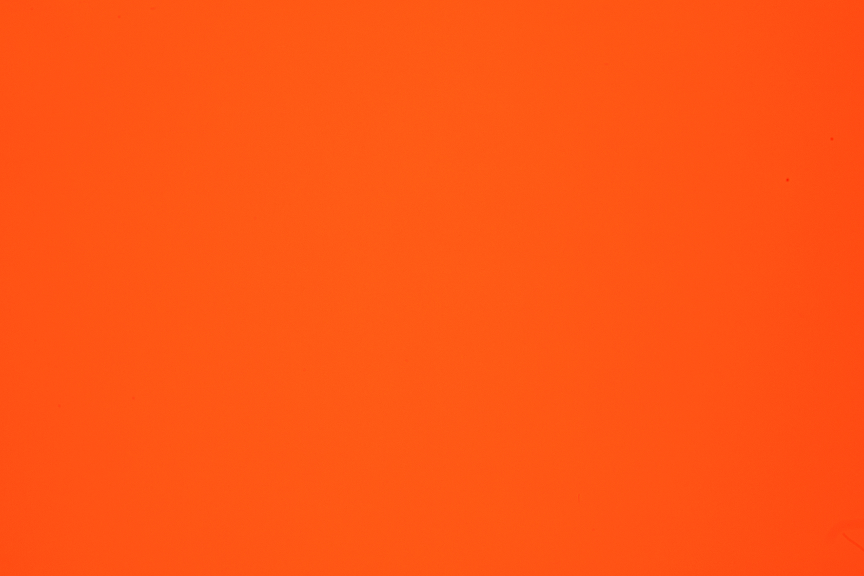 main image of florida orange