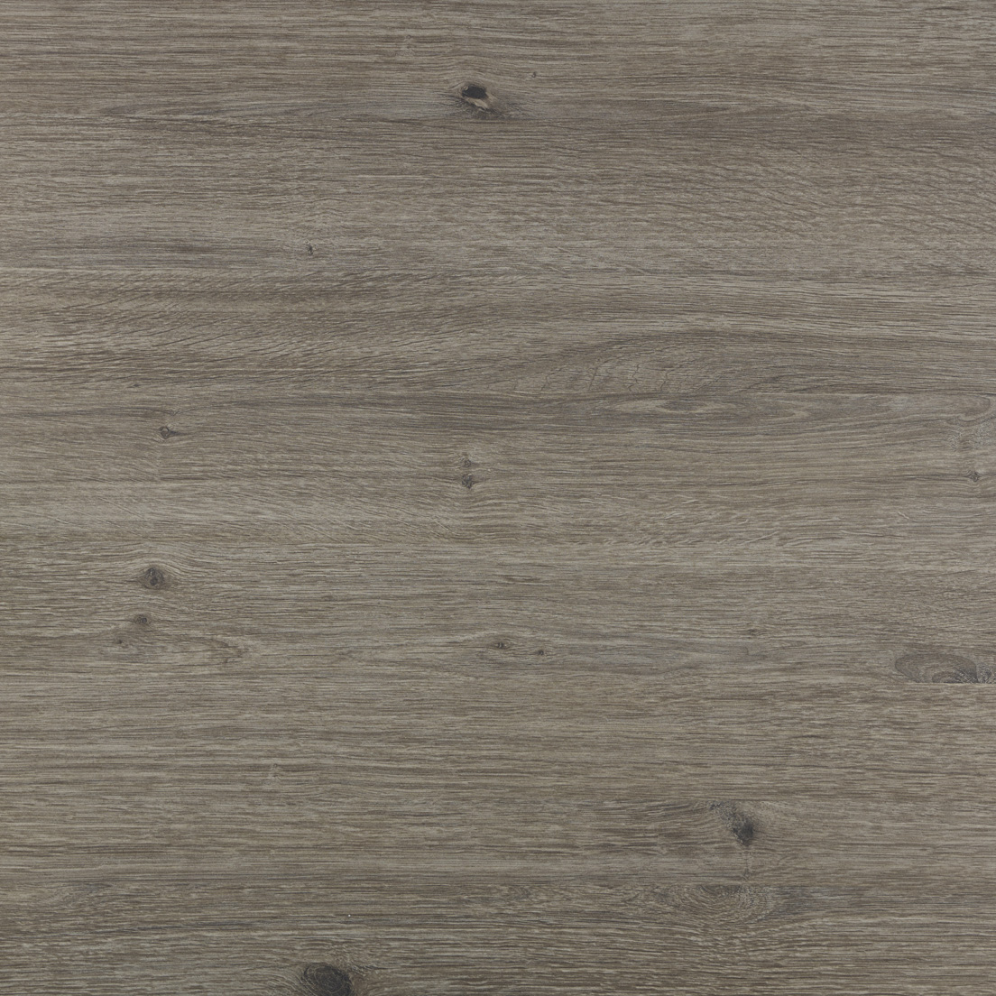 main image of Tobacco Oak